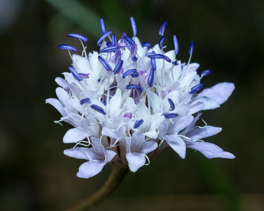 Cephalaria transsylvanica / Cefalaria transilvanica